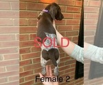 Small Photo #19 German Shorthaired Pointer Puppy For Sale in MARIETTA, GA, USA