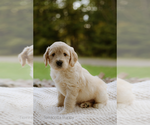 Small Photo #8 Goldendoodle Puppy For Sale in HASTINGS, NY, USA