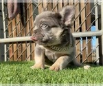 Small #17 French Bulldog