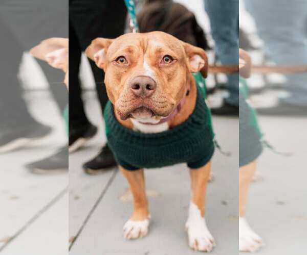 Medium Photo #2 American Pit Bull Terrier-Unknown Mix Puppy For Sale in Visalia, CA, USA