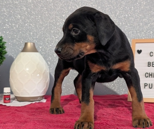 Medium Photo #2 Doberman Pinscher Puppy For Sale in GOSHEN, IN, USA