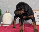 Small #1 Doberman Pinscher