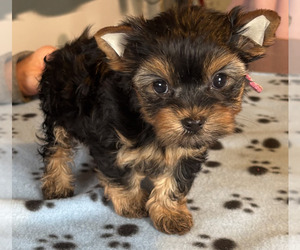 Yorkshire Terrier Puppy for sale in SALEM, OR, USA