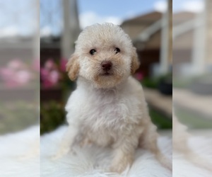 Maltipoo Puppy for Sale in ELMHURST, Illinois USA