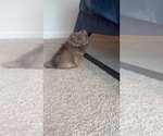 Small #11 Pomeranian