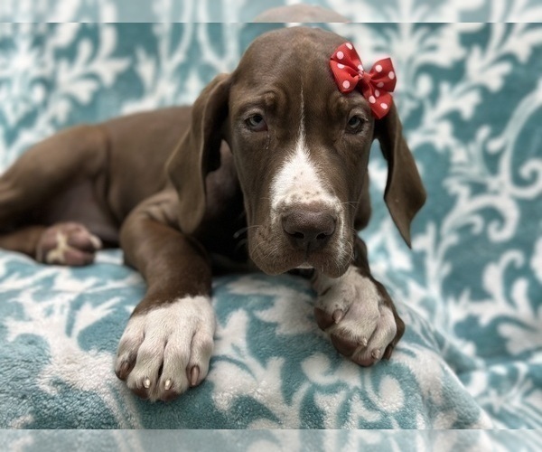 Medium Photo #3 Great Dane Puppy For Sale in LAKELAND, FL, USA