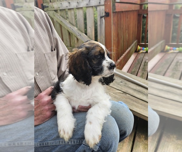 Medium Photo #1 Cocker Spaniel Puppy For Sale in FANCY GAP, VA, USA