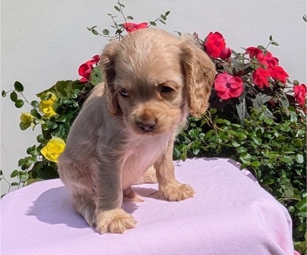 Medium Photo #9 Cocker Spaniel Puppy For Sale in GOSHEN, IN, USA