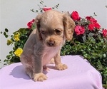 Small #8 Cocker Spaniel