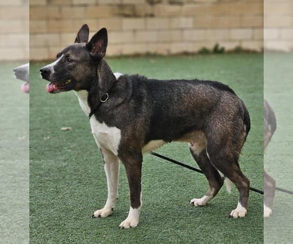 Medium Photo #4 Siberian Husky-Unknown Mix Puppy For Sale in Rockwall, TX, USA