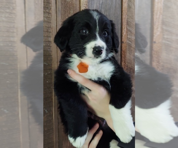 Medium Photo #2 Bordernese Puppy For Sale in EMPORIUM, PA, USA
