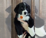 Small Photo #2 Bordernese Puppy For Sale in EMPORIUM, PA, USA