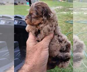YorkiePoo Puppy for sale in BLACKVILLE, SC, USA