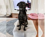 Small #6 Jack Russell Terrier