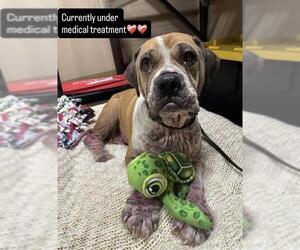 Medium Mastiff Mix