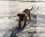 Small Photo #43 Rhodesian Ridgeback Puppy For Sale in MORONGO VALLEY, CA, USA