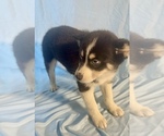 Small Photo #6 Pomsky-Shiba Inu Mix Puppy For Sale in NASHUA, NH, USA
