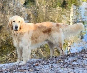 Father of the Golden Retriever puppies born on 09/24/2023
