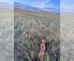 Small #2 Vizsla