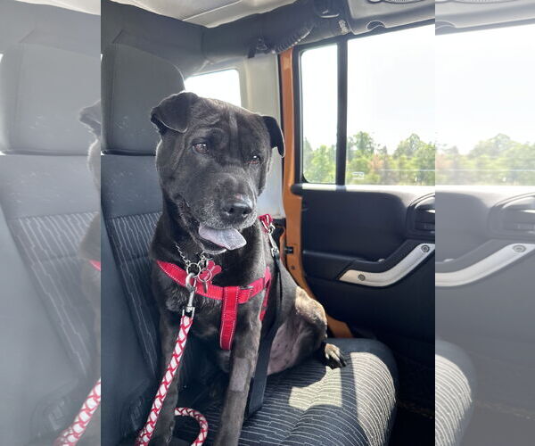 Medium Photo #1 Mutt Puppy For Sale in Prescott, Ontario, Canada