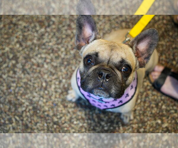 Medium Photo #8 French Bulldog Puppy For Sale in St. Louis Park, MN, USA