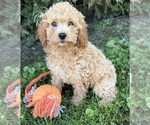 Small #1 Cockapoo (Miniature)