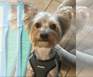 Father of the Yorkshire Terrier puppies born on 11/18/2024