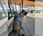 Small #26 Boxer Mix