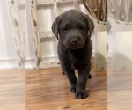 Small Photo #2 Labrador Retriever Puppy For Sale in FELTON, PA, USA