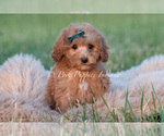 Puppy Churro f1 Maltipoo (Toy)