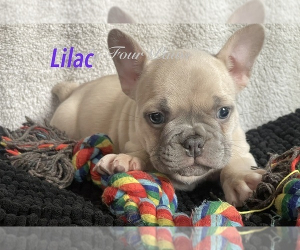 Medium Photo #15 Faux Frenchbo Bulldog Puppy For Sale in HOODSPORT, WA, USA