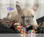 Small Photo #15 Faux Frenchbo Bulldog Puppy For Sale in HOODSPORT, WA, USA