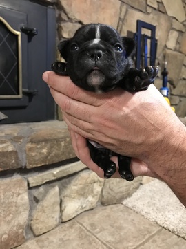 Medium Photo #2 Faux Frenchbo Bulldog Puppy For Sale in ALTOONA, KS, USA