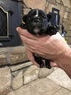 Small #1 Faux Frenchbo Bulldog