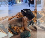 Small #17 German Shepherd Dog
