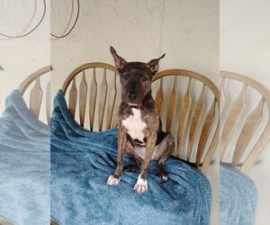 Mutt Dogs for adoption in Minneapolis, MN, USA