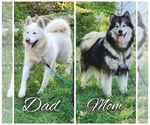 Small Photo #1 Alaskan Malamute Puppy For Sale in CRIVITZ, WI, USA