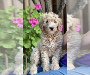 Goldendoodle Puppy for sale in PITTSBURG, CA, USA