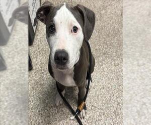 Mutt Dogs for adoption in Pueblo, CO, USA