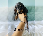 Small Photo #12 Dachshund Puppy For Sale in COOKEVILLE, TN, USA