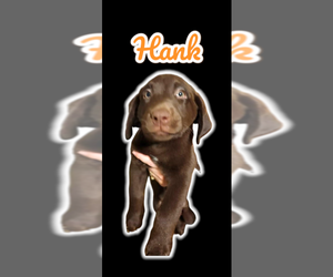 Labrador Retriever Puppy for sale in BAY CITY, MI, USA