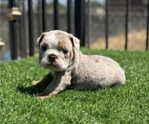 English Bulldog Puppy for sale in SAINT LOUIS, MO, USA