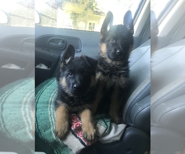 Medium Photo #5 German Shepherd Dog Puppy For Sale in NEWVILLE, PA, USA