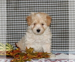 Small Photo #1 Maltese-Poodle (Toy) Mix Puppy For Sale in CHRISTIANA, PA, USA