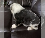 Small Photo #2 Australian Shepherd Puppy For Sale in BOWLING GREEN, KY, USA