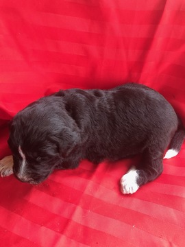 Medium Photo #6 Pyredoodle Puppy For Sale in LIBERTY, MS, USA