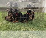 Small Photo #1 Doberman Pinscher Puppy For Sale in NORCO, CA, USA
