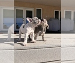 Small #3 French Bulldog