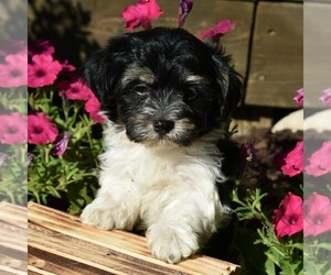 Havanese Puppy for sale in THREE RIVERS, MI, USA