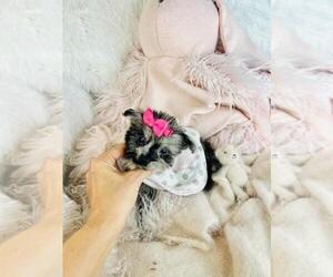 Medium Pomapoo (Toy)